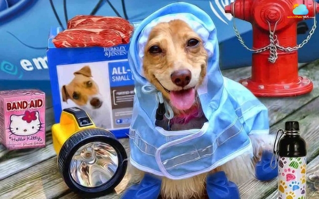 Ensure your pet’s safety during a natural disaster