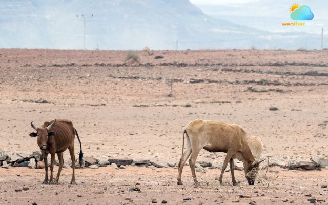 Drought has damaged about 80% of farmland in sub-Saharan Africa
