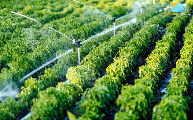  Sprinklers or drip irrigation