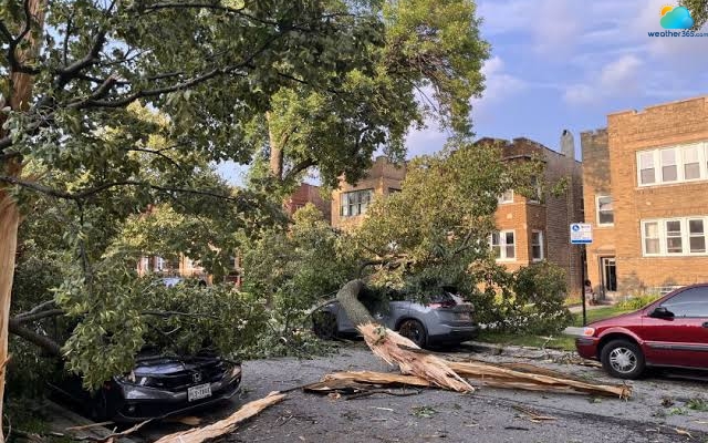 Tree damaged by severe storms in Chicago area after a powerful storm on Aug. 11, 2026